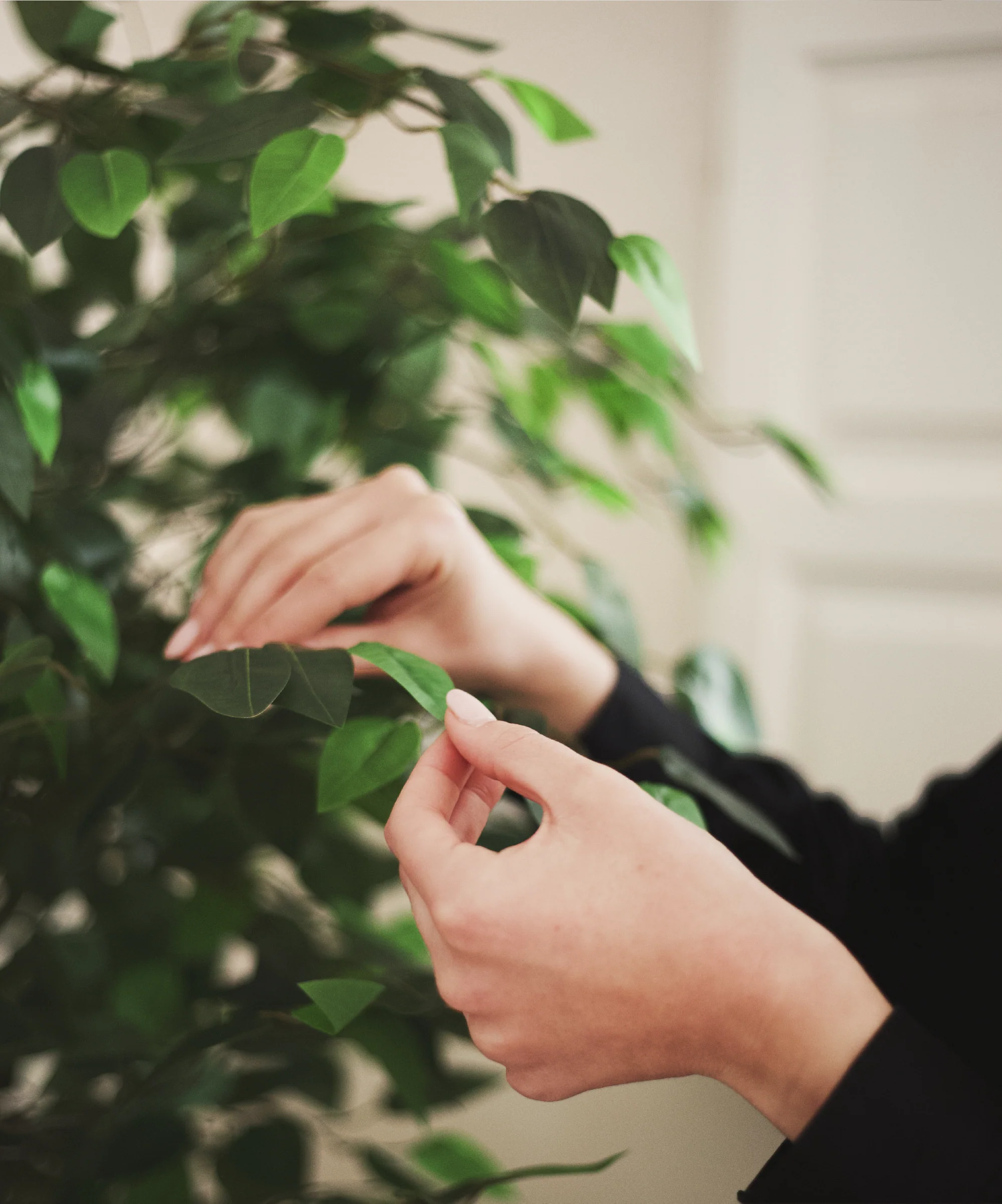 Ficus Artificial Copas - Image 5