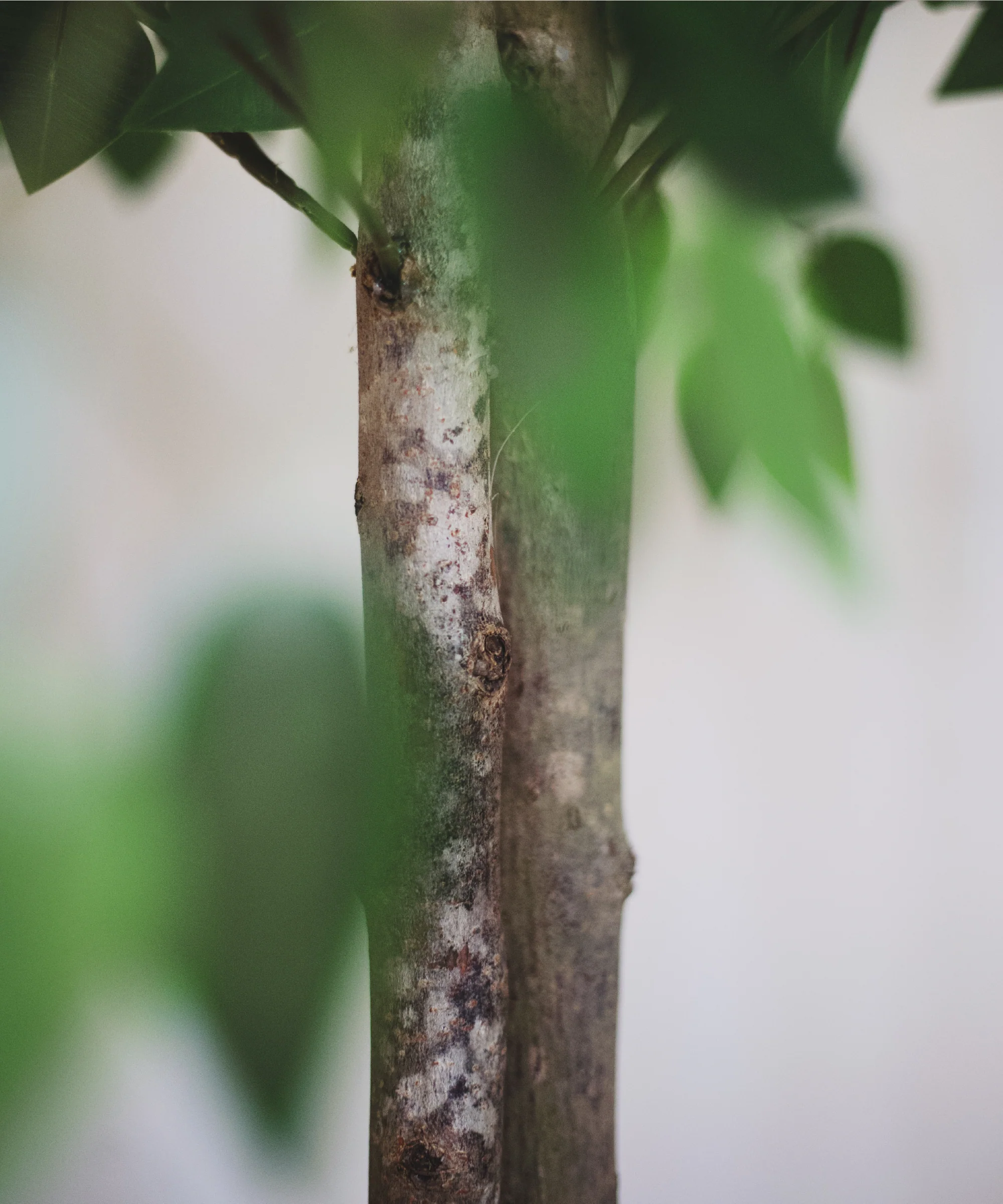 Ficus Artificial Copas - Image 6